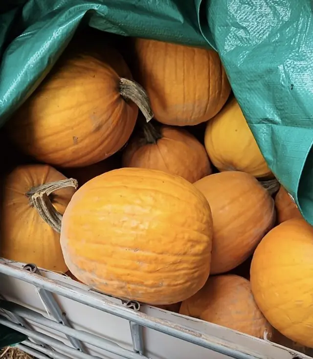 Cassone pieno di zucche arancioni appena raccolte al Campo di Zucche
